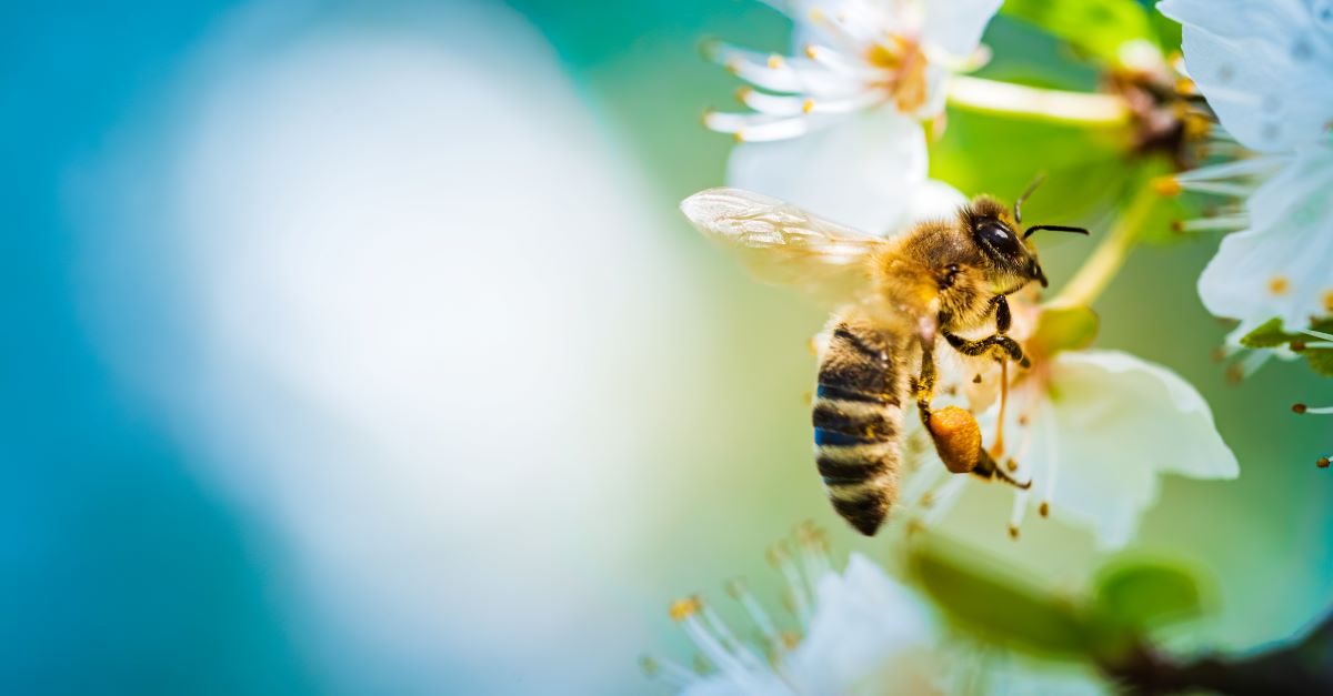 Bienen schützen im Garten – Tipps für Alb-Donau-Kreis