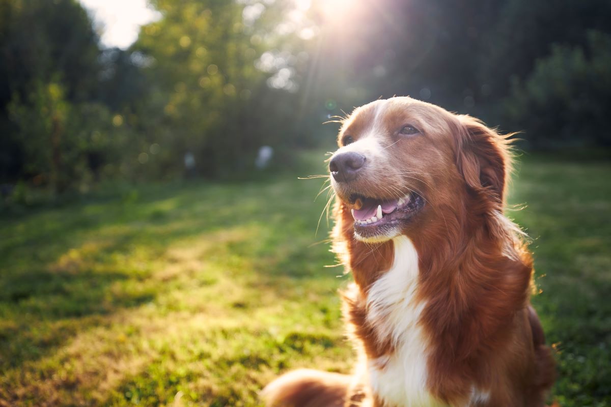 Hund vermisst Alb-Donau-Kreis — erste Schritte zur Suche