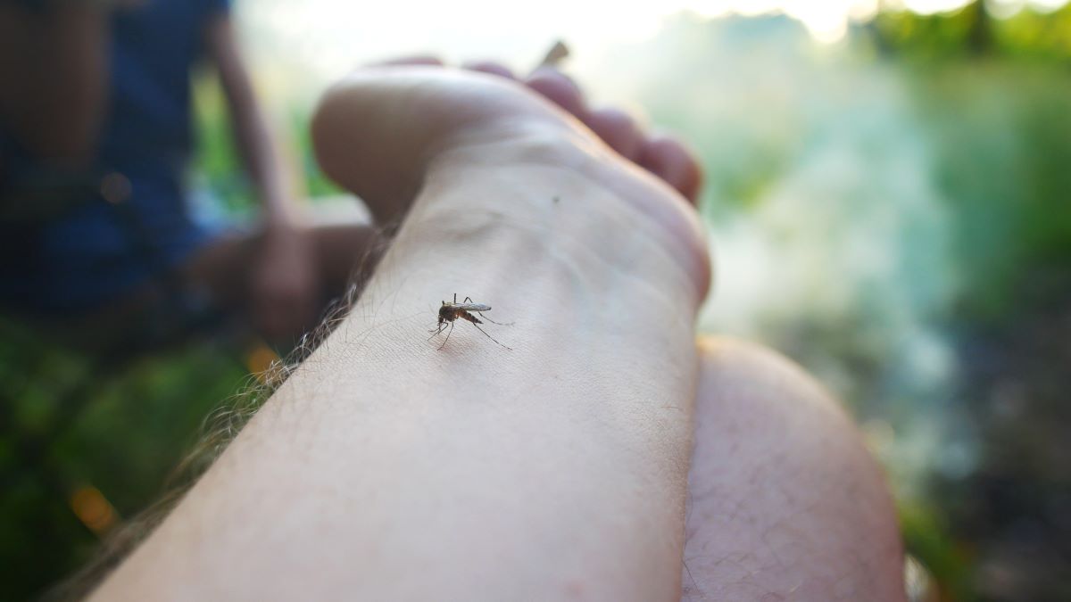 Insektenstiche im Alb-Donau-Kreis: Erste Hilfe und richtige 
