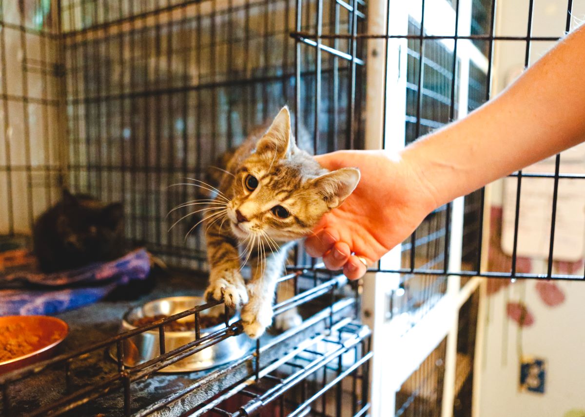Katze mikrochippen Alb-Donau-Kreis | Warum es wichtig ist