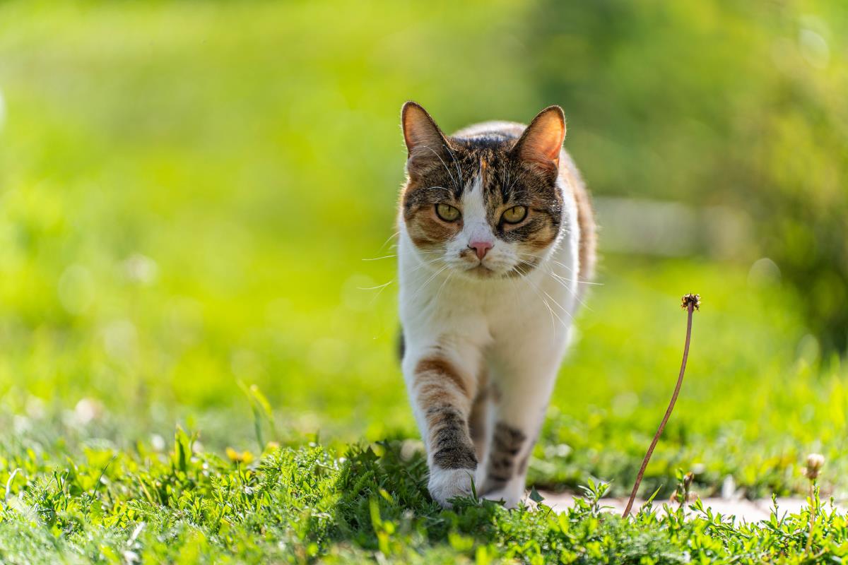 Katze freilaufend im Alb-Donau-Kreis — Rechte und Pflichten 