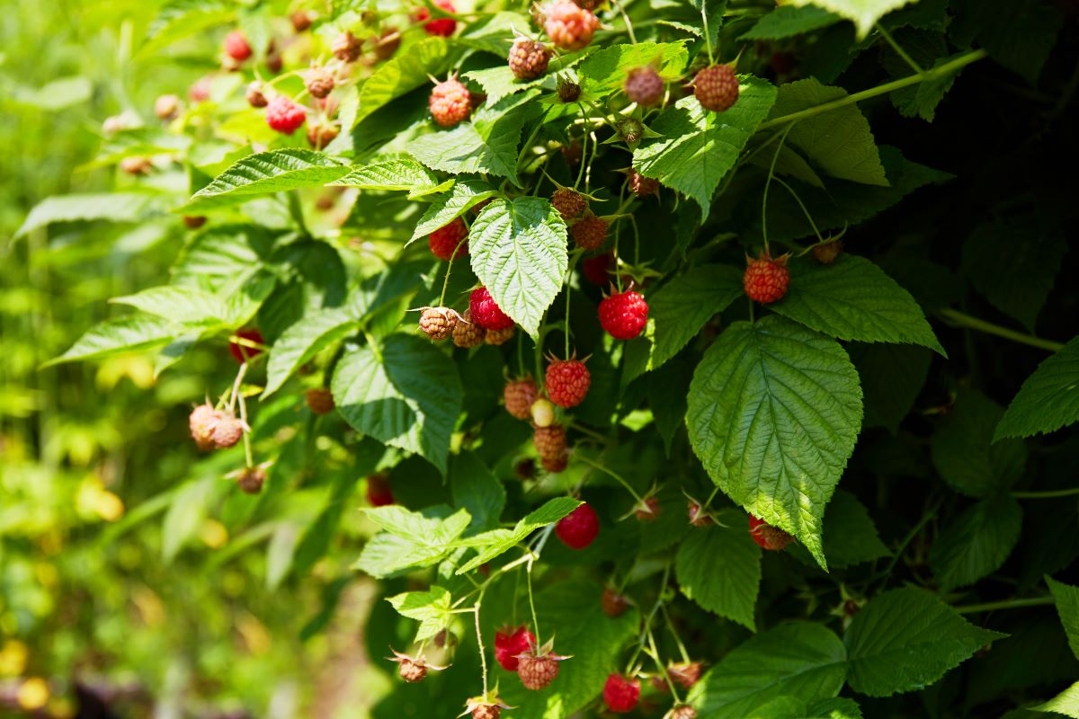 Streuobstwiese mit Hecke einfrieden im Alb-Donau-Kreis — Was