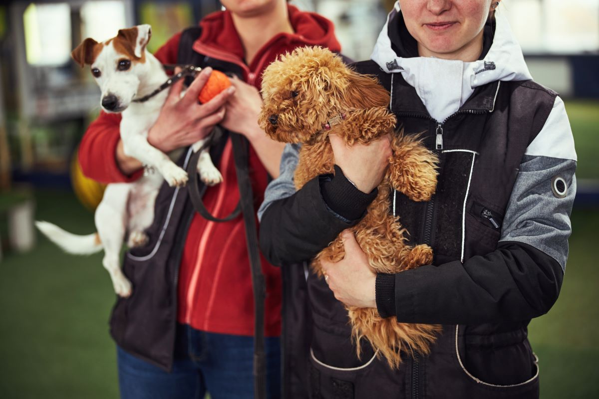 Tier adoptieren im Alb-Donau-Kreis – statt kaufen